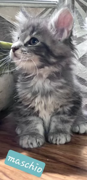 Cuccioli di Maine Coon linea estera | Foto 4