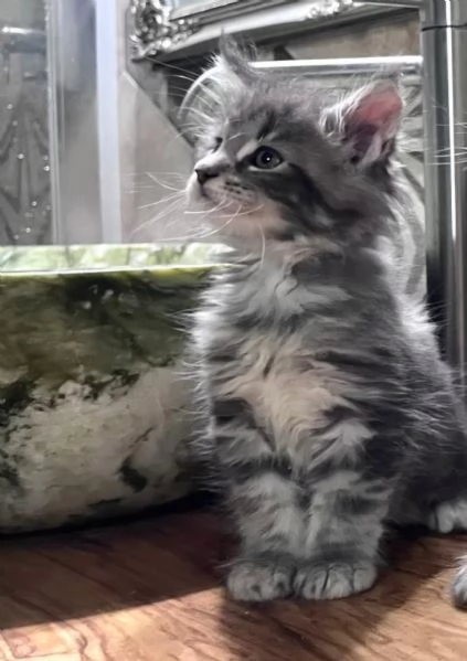 Cuccioli di Maine Coon linea estera | Foto 3