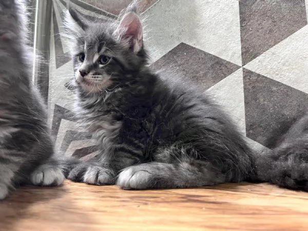 Cuccioli di Maine Coon linea estera | Foto 2