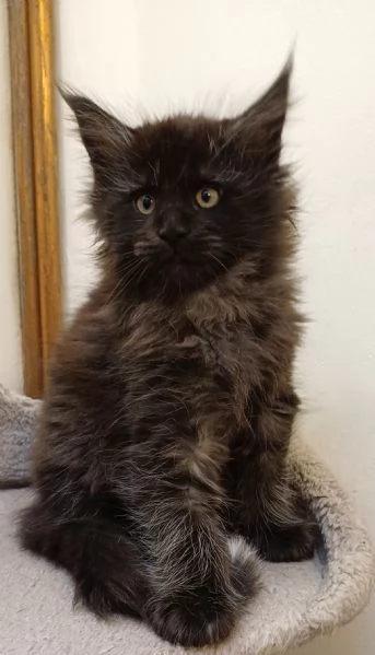 Cuccioli di Maine Coon Top linea estera | Foto 2
