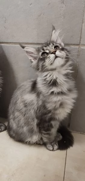 Cucciola di Maine Coon  | Foto 4