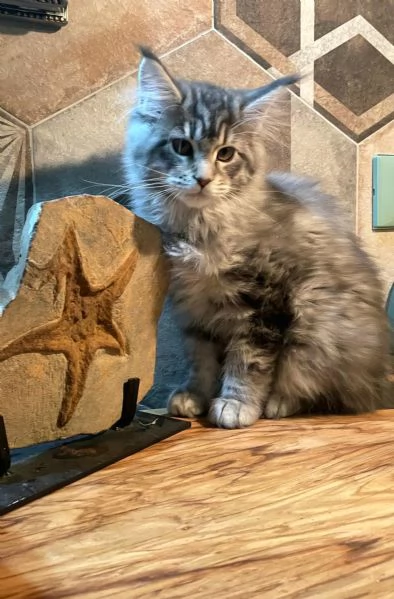 Cucciola di Maine Coon 