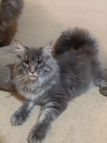 Cucciola di Maine Coon  | Foto 0