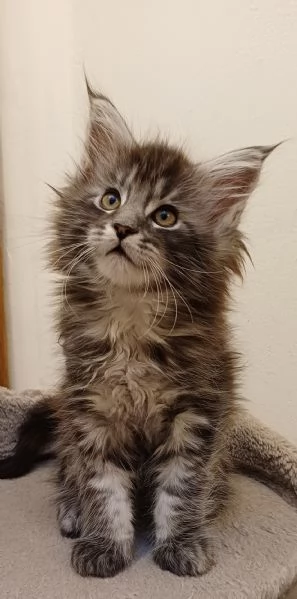 Cuccioli di Maine Coon  | Foto 3