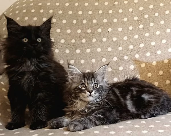 Cuccioli di Maine Coon  | Foto 1