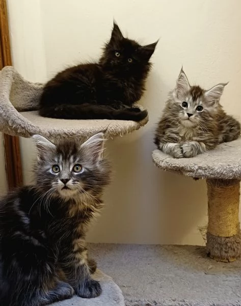 Cuccioli di Maine Coon 