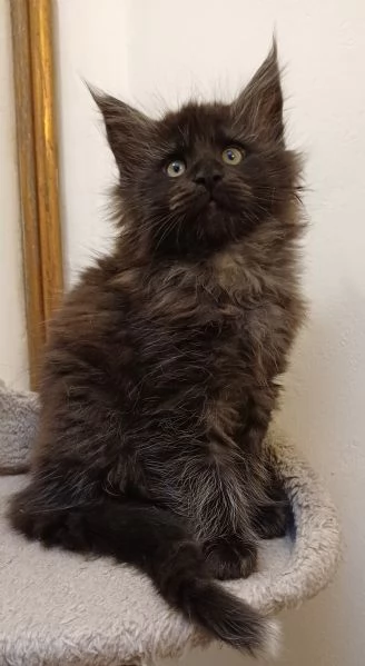 Cuccioli di Maine Coon linea estera  | Foto 5