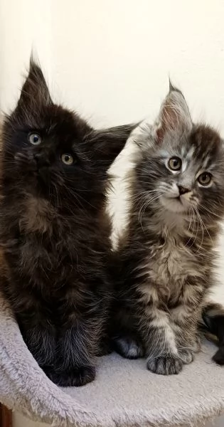 Cuccioli di Maine Coon linea estera  | Foto 4
