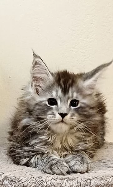 Cuccioli di Maine Coon linea estera  | Foto 3