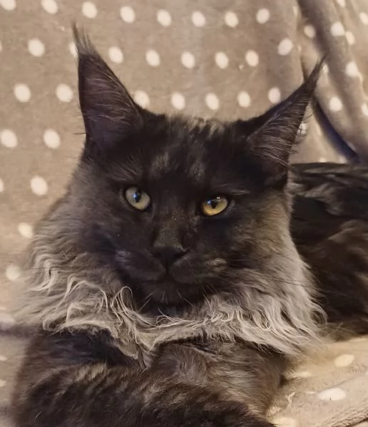 Cuccioli di Maine Coon linea estera  | Foto 1