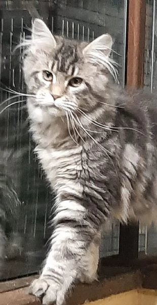 Cucciola di Maine Coon blue silver tabby  | Foto 1