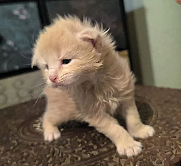 Cuccioli di Maine Coon linea russa  | Foto 4