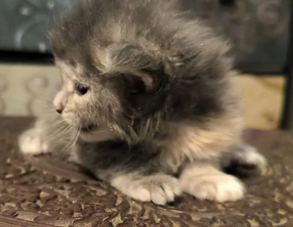 Cuccioli di Maine Coon linea russa 