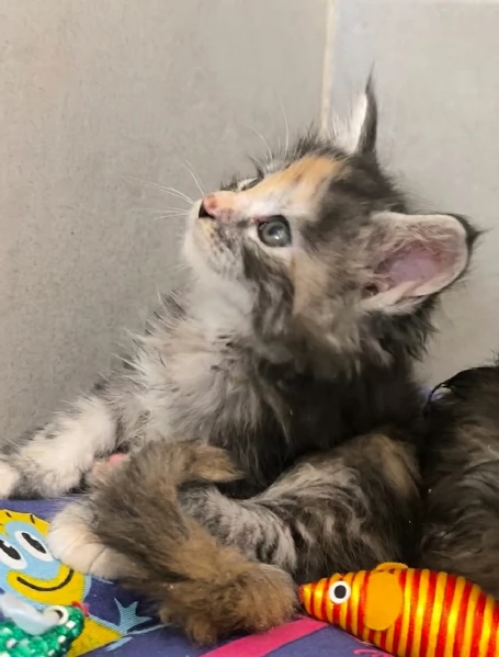 Cucciole di Maine Coon linea russa 