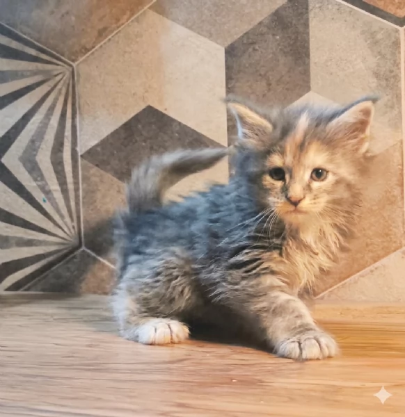 Cucciole di Maine Coon linea russa  | Foto 1