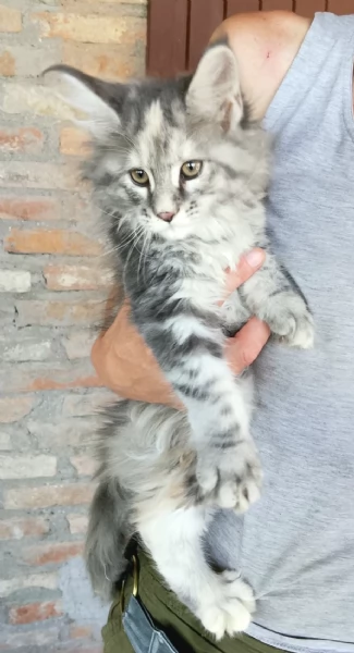 Cucciole di Maine Coon linea russa  | Foto 3