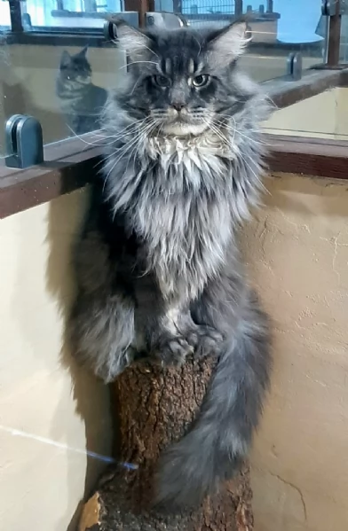 Cucciole di Maine Coon linea russa  | Foto 2