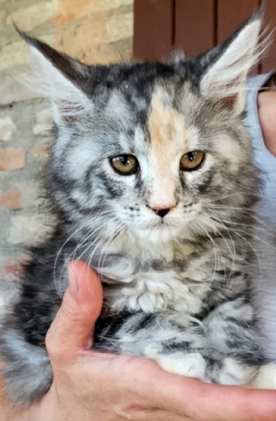 Cucciole di Maine Coon linea russa  | Foto 1