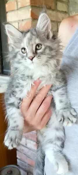 Cucciole di Maine Coon linea russa  | Foto 0