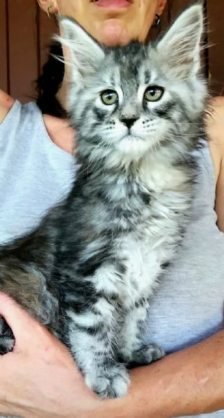 Cucciole di Maine Coon linea russa 