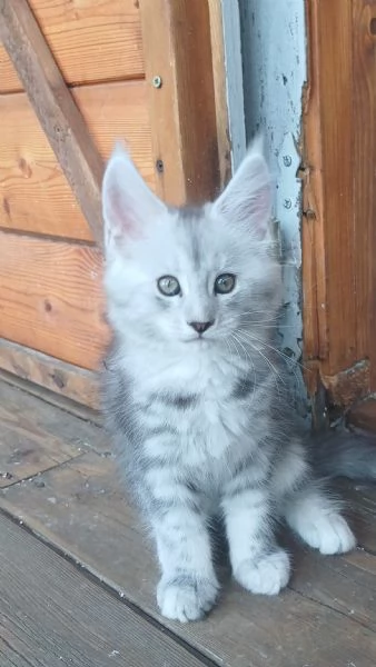 Cuccioli di Maine Coon 