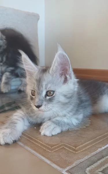 Cuccioli di Maine Coon  | Foto 2