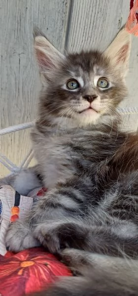 Cuccioli di Maine Coon  | Foto 1