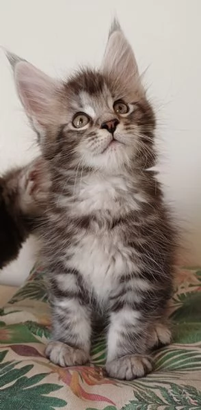 Cuccioli di Maine Coon  | Foto 0
