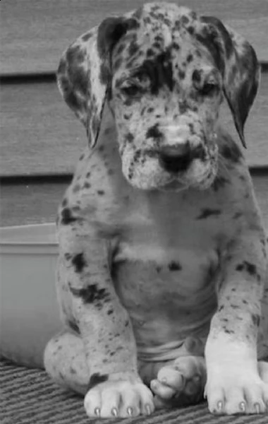  adorabili cuccioli di bull terrier femminucce e maschietti disponibili per l'adozione gratuita i cu