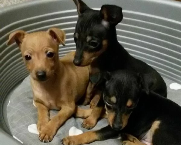 cuccioli di pincher chhuahua toy