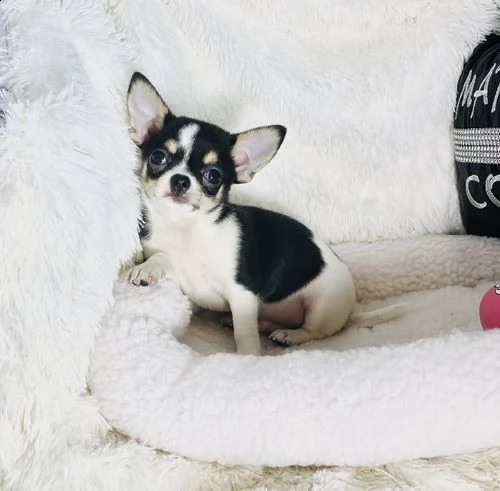 regalo cuccioli dolce e bella chihuahua toy