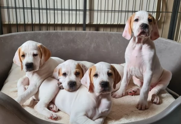 cuccioli di bracco pointer