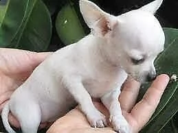 cuccioli di chihuhua binachi 