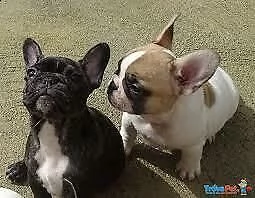 cuccioli di vari colori bulldog francese 
