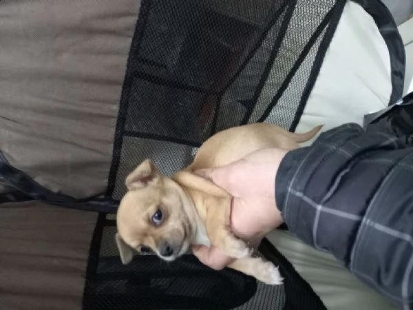  cuccioli di chihuahua mixx 