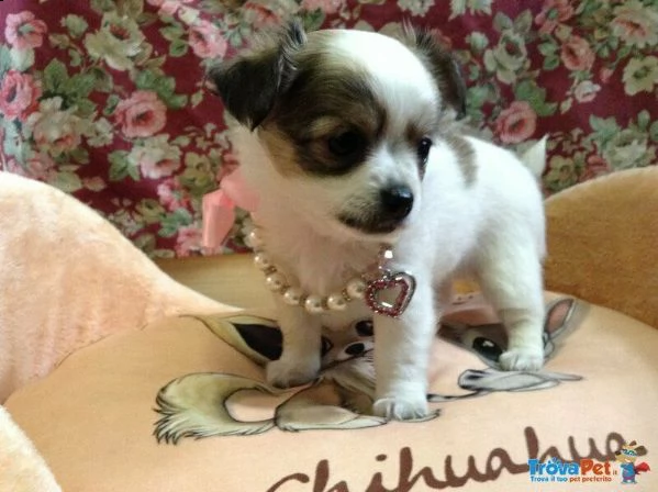 cuccioli di chihuahua toys, di tre mesi