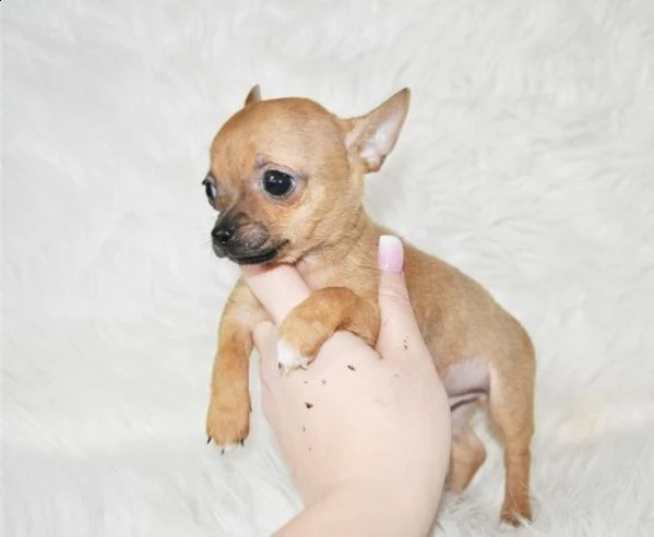  regalo chihuahua cuccioli meravigliosi !