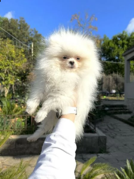  spitz tedesco nano volpino pomerania toy 