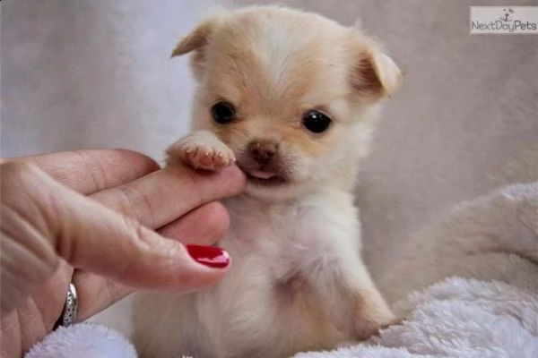 abbiamo disponibili cucciolotti amabili e belli di pincher chihuahua