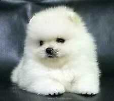 spitz di pomerania di due mesi e mezzo