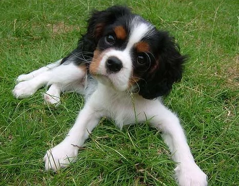   regalo cuccioli di chihuahua | Foto 1
