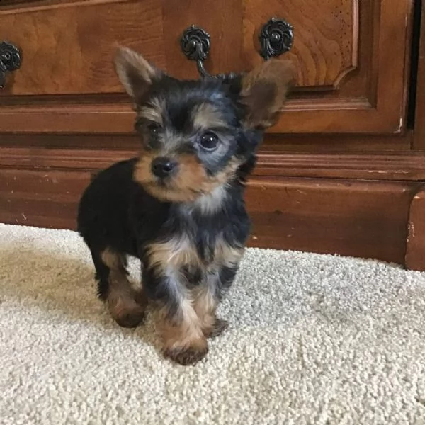 cuccioli di yorkshire maschio e femmine in adozione | Foto 0