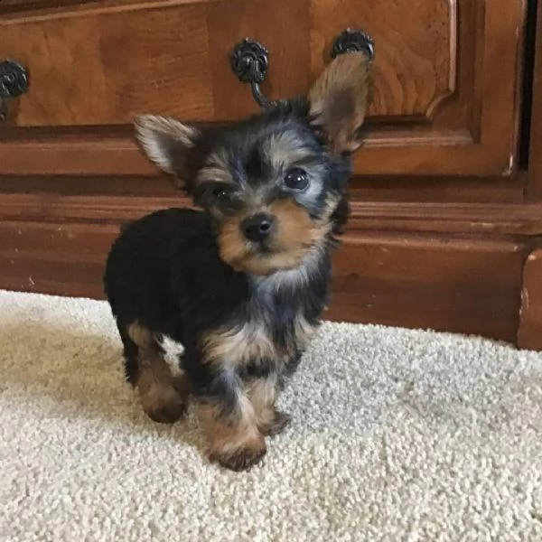 bellissimi cuccioli dello yorkshire da regalare | Foto 0