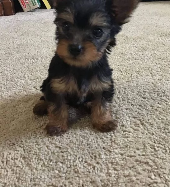 cuccioli yorkshire da regalare