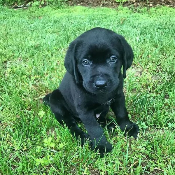 cuccioli di labrador  | Foto 0