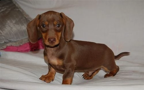 adorabili cuccioli di bassotto femminucce e maschietti disponibili per l'adozione