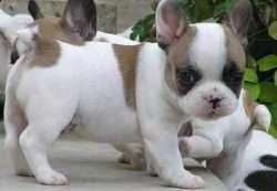 email : arwenbrades10[at]gmail[.com] adorabili cuccioli di bulldog francese femminucce e maschietti dispo
