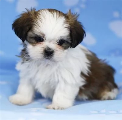 email : arwenbrades10[at]gmail[.com] in adozione cucciolata di shih tzu prestigiosa e favolosi cucciolato