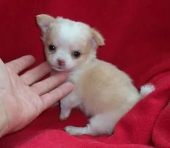 email : arwenbrades10[at]gmail[.com] adorabili cuccioli di pomerania femminucce e maschietti disponibili 