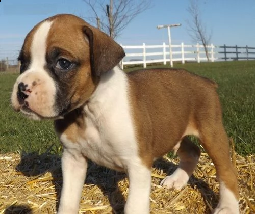 email : arwenbrades10[at]gmail[.com] adorabili cuccioli di boxer femminucce e maschietti disponibili per 